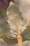 Dogtongue buckwheat